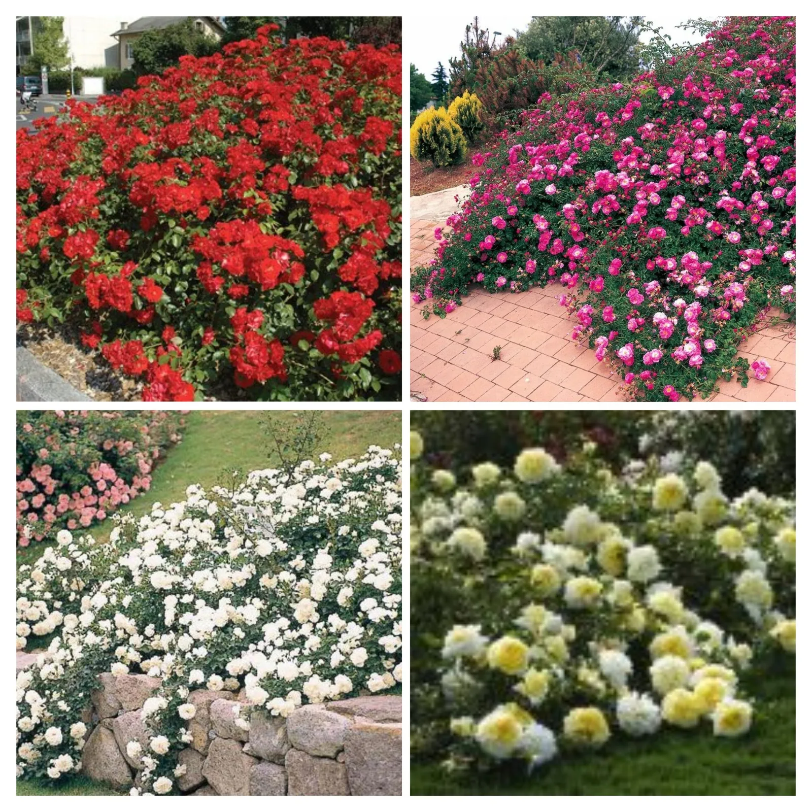 Почвопокровные