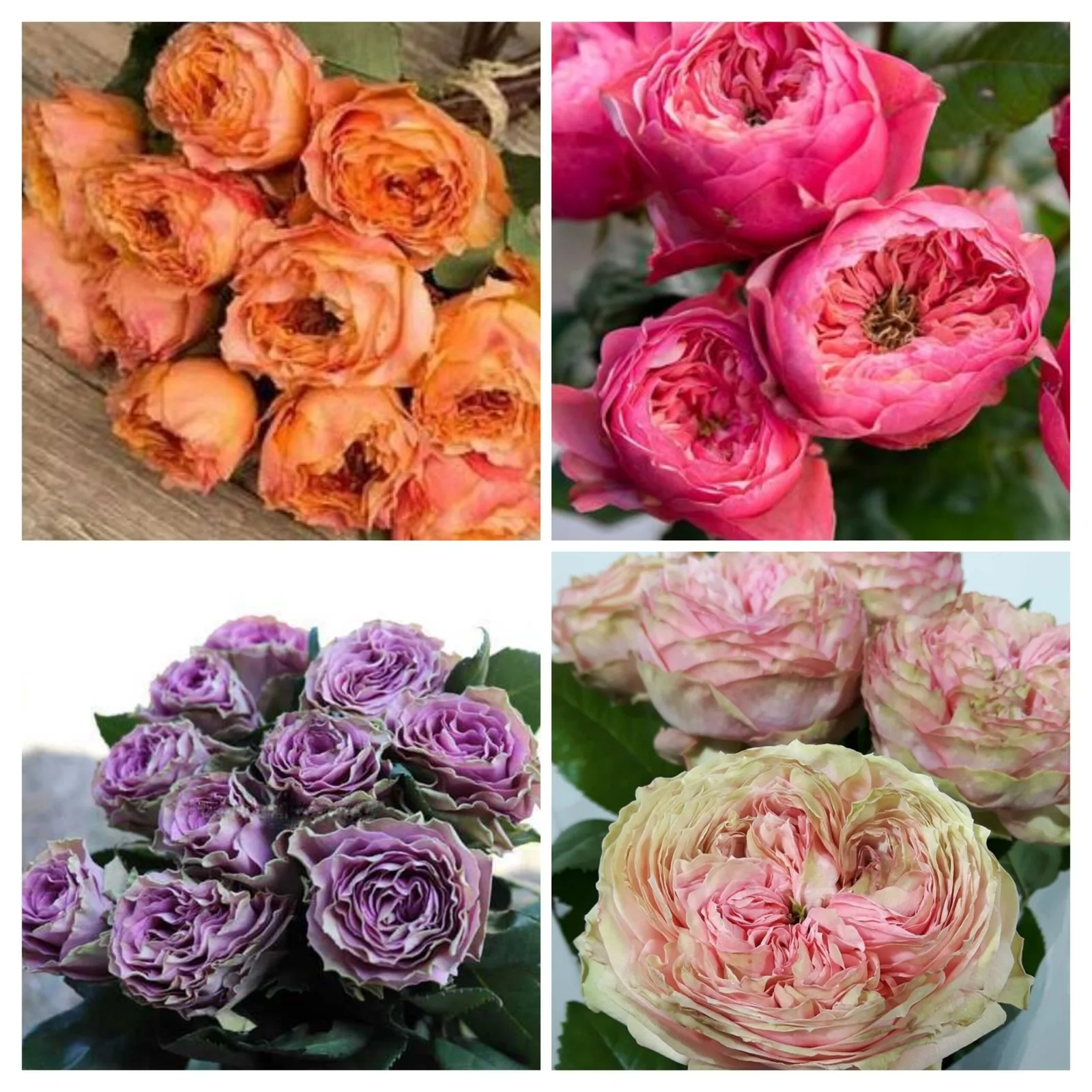 Премиум класса