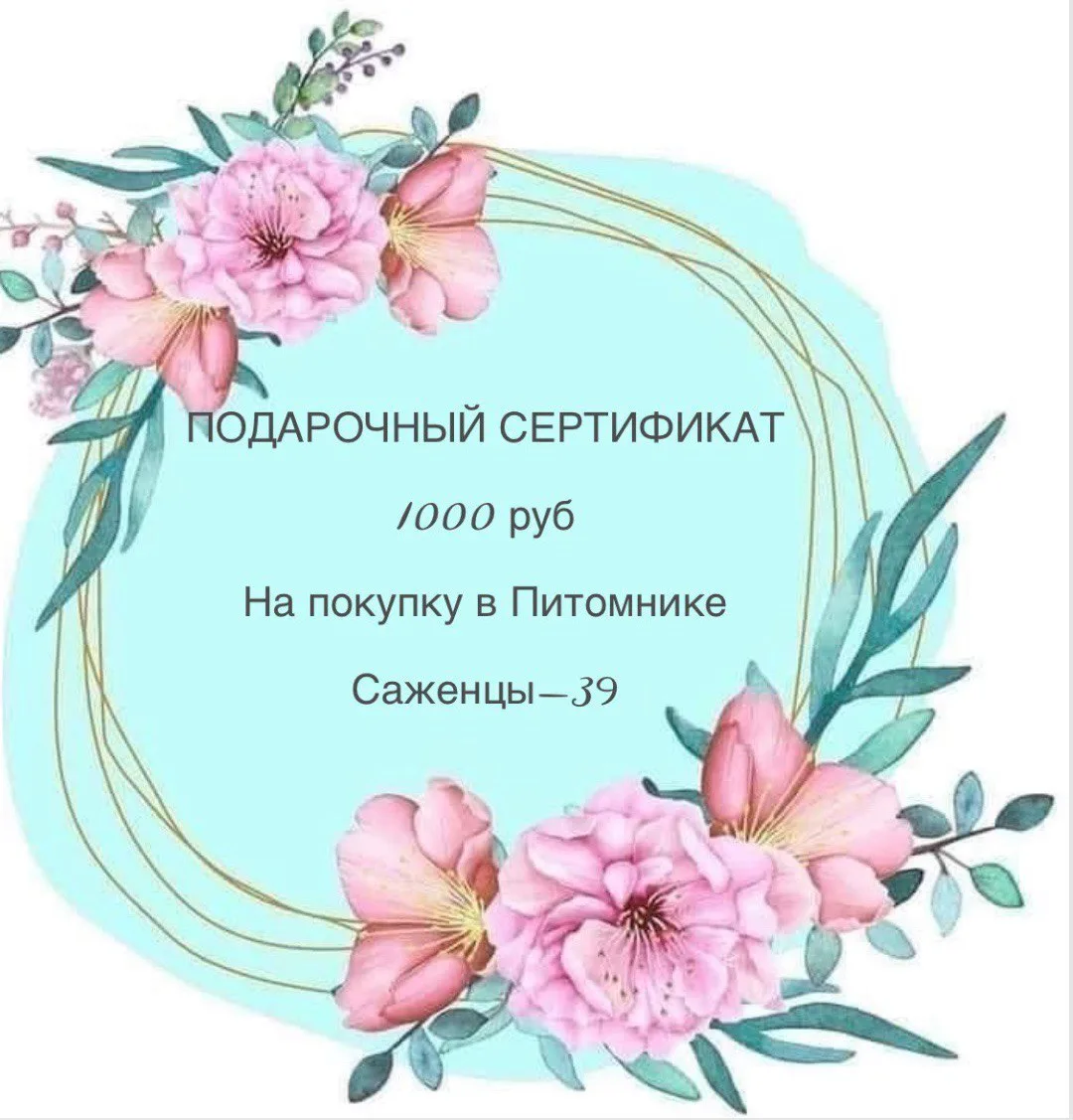 ПОДАРОЧНЫЙ СЕРТИФИКАТ