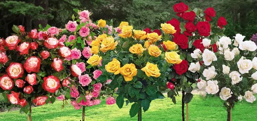 Штамбовые розы