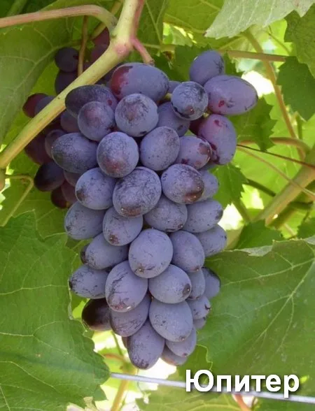 Технический