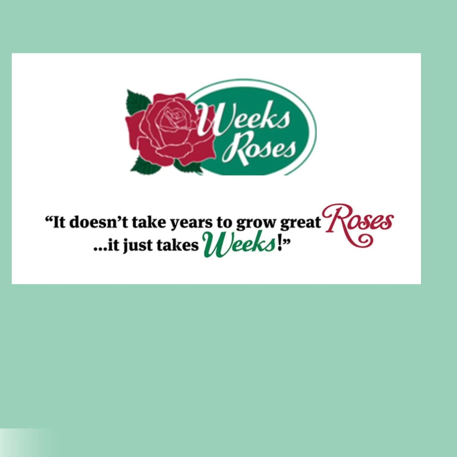 Weeks Roses, США