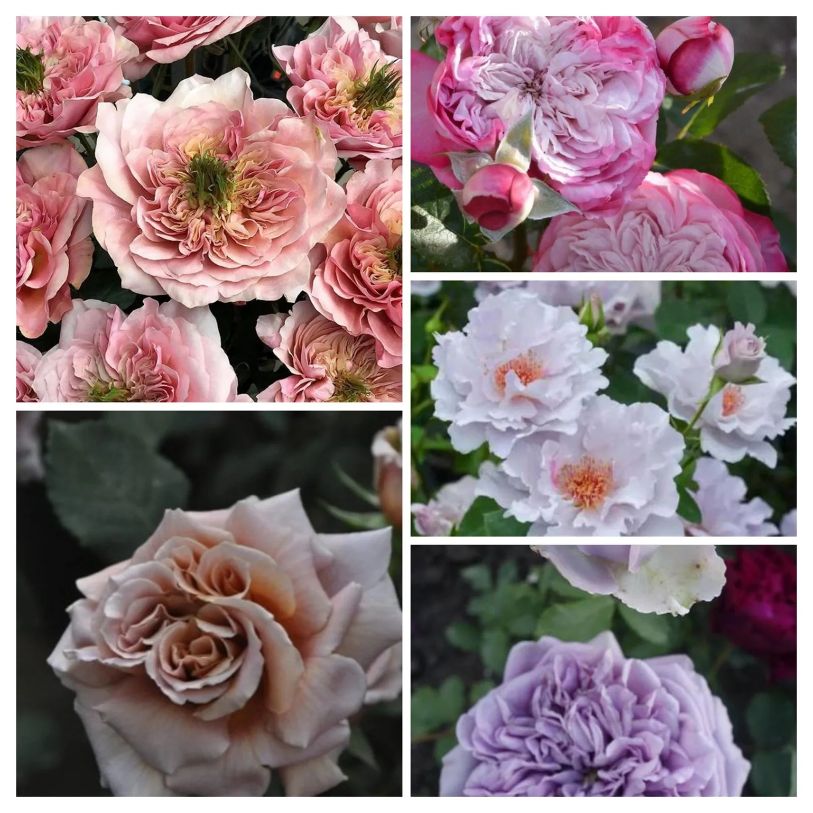 Японская селекция