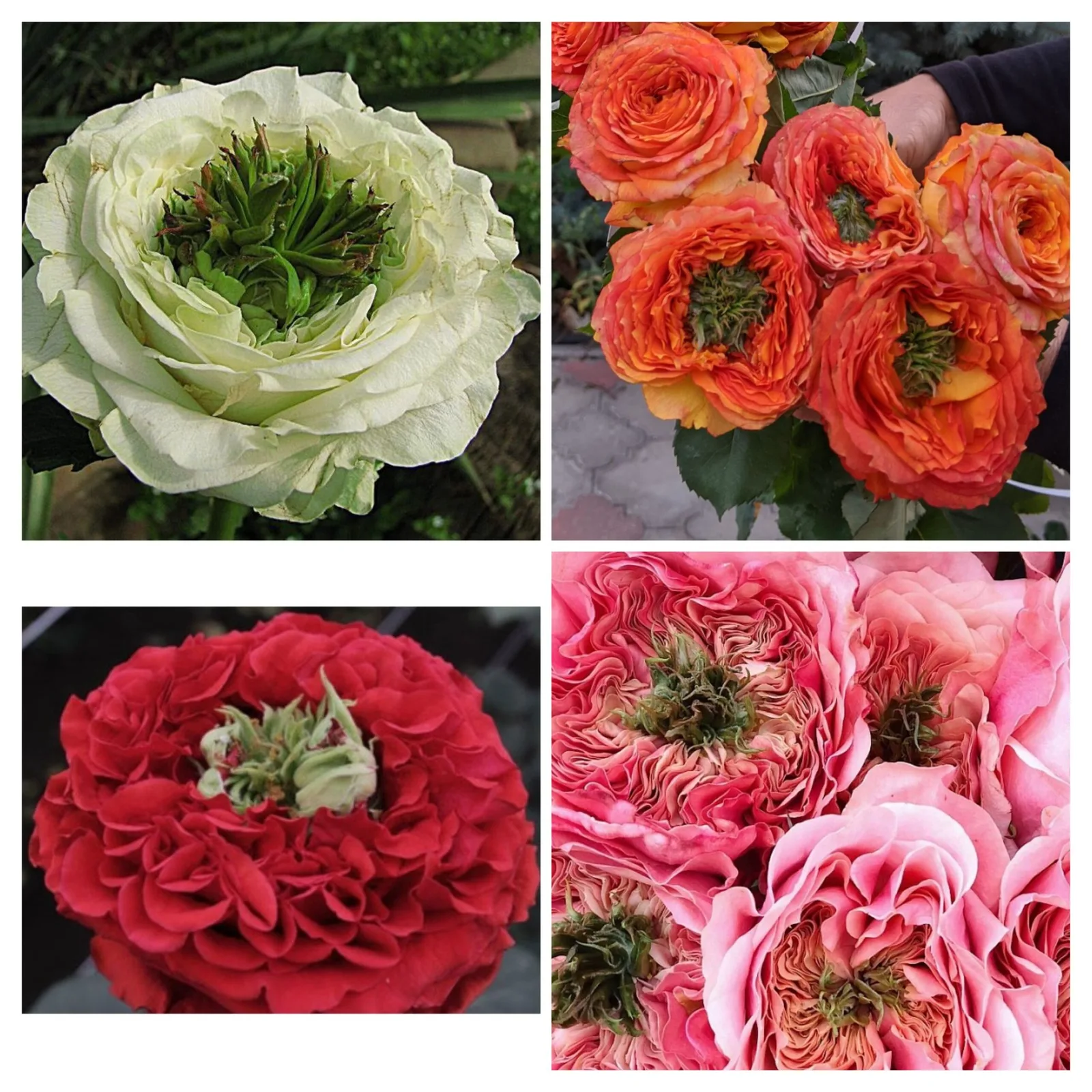 Зелёные Острова