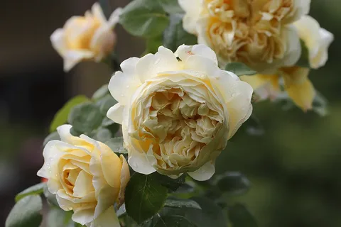 Чарльз Дарвин (Charles Darwin) Austin 2001