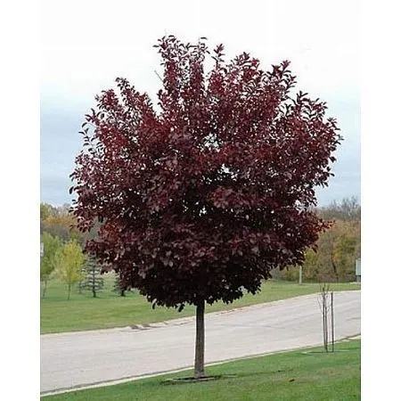 Черемуха Шуберта