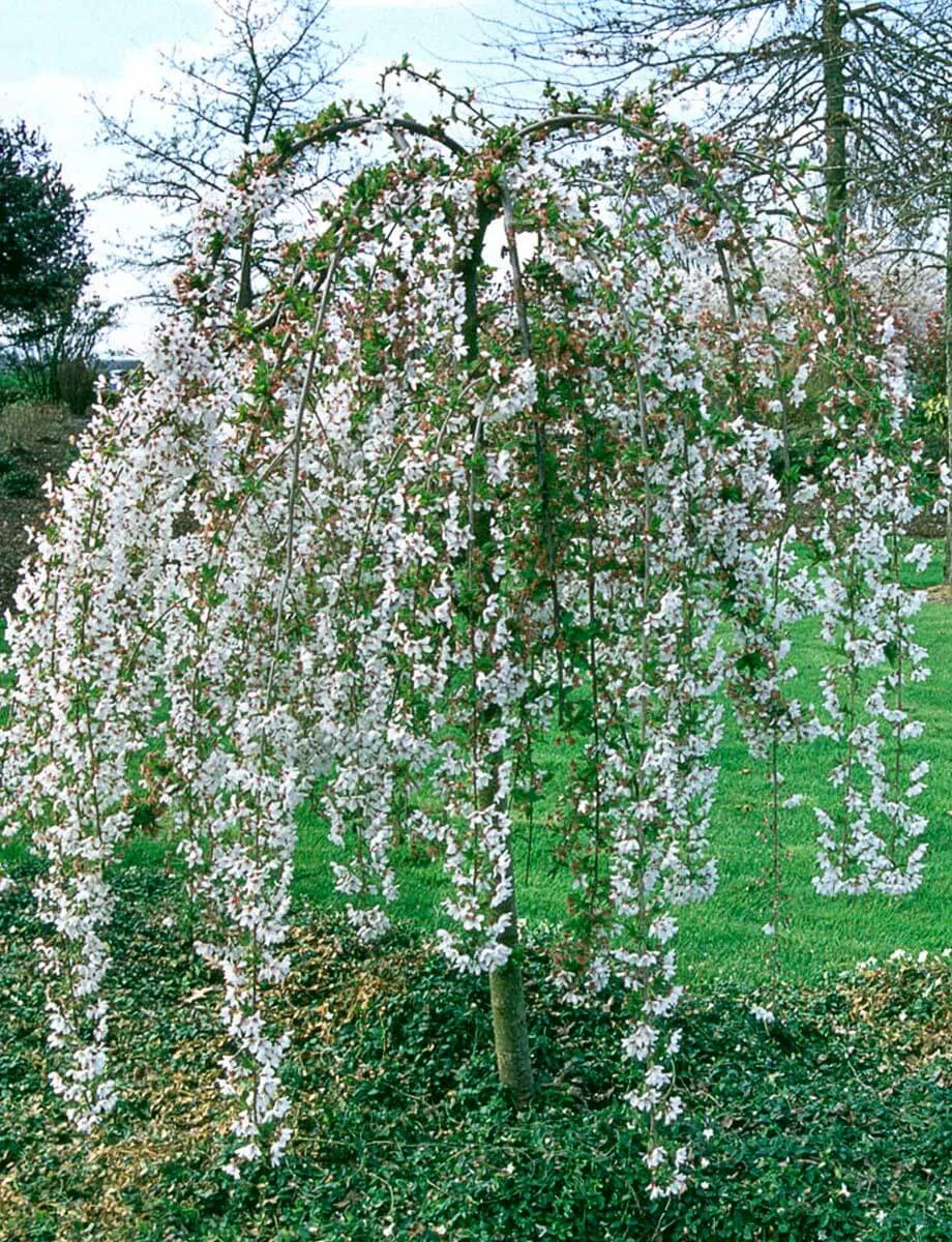 Черешня Пендула