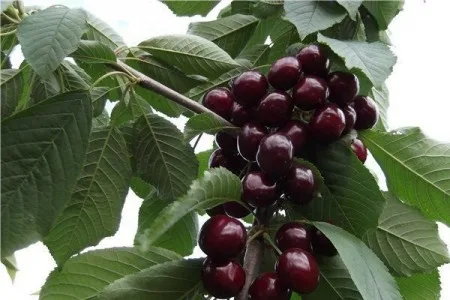 Черешня Свитхарт Новинка