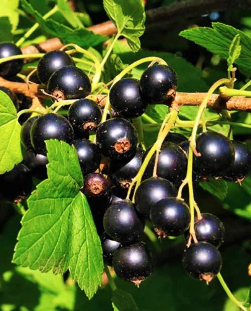 Черный бумер