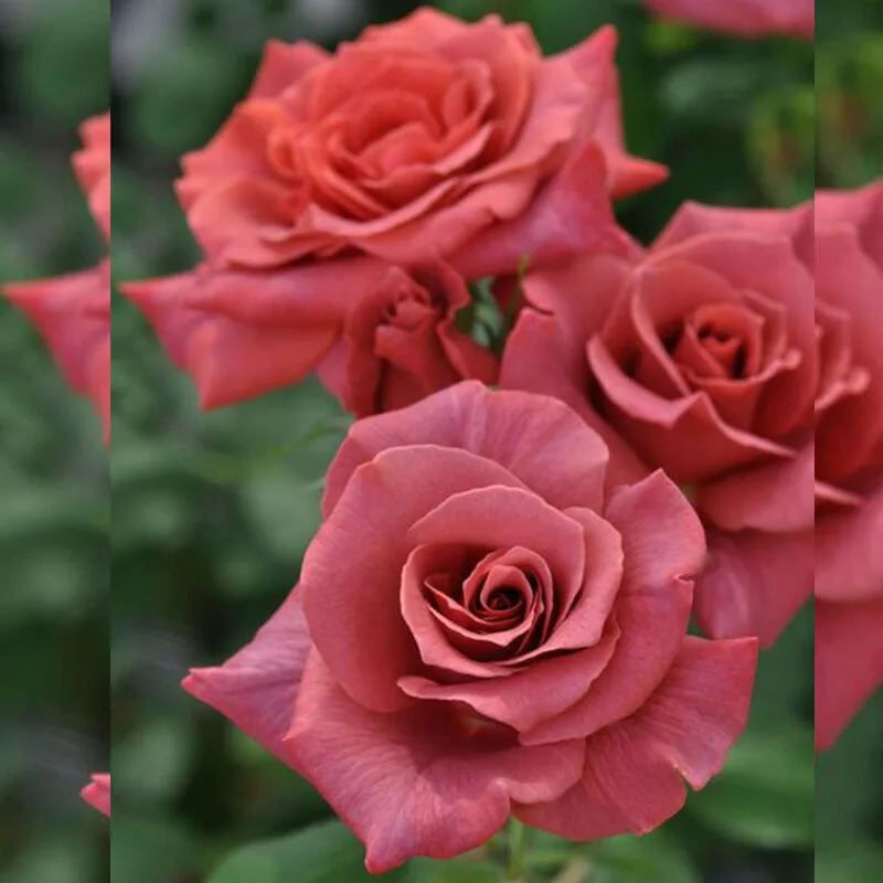 Черный Чай (Black Tea) Kanjiro Okamoto Япония 1973