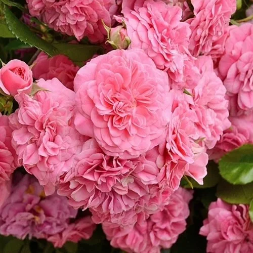 Четыре сезона (Les Quatre Saisons, Ле Катр Сэзон)