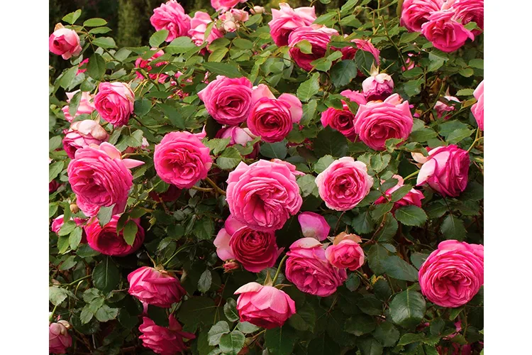 Cyclamen Pierre de Ronsard (Цикламен Пьер де Ронсар)Reg Tomerlin США 2015