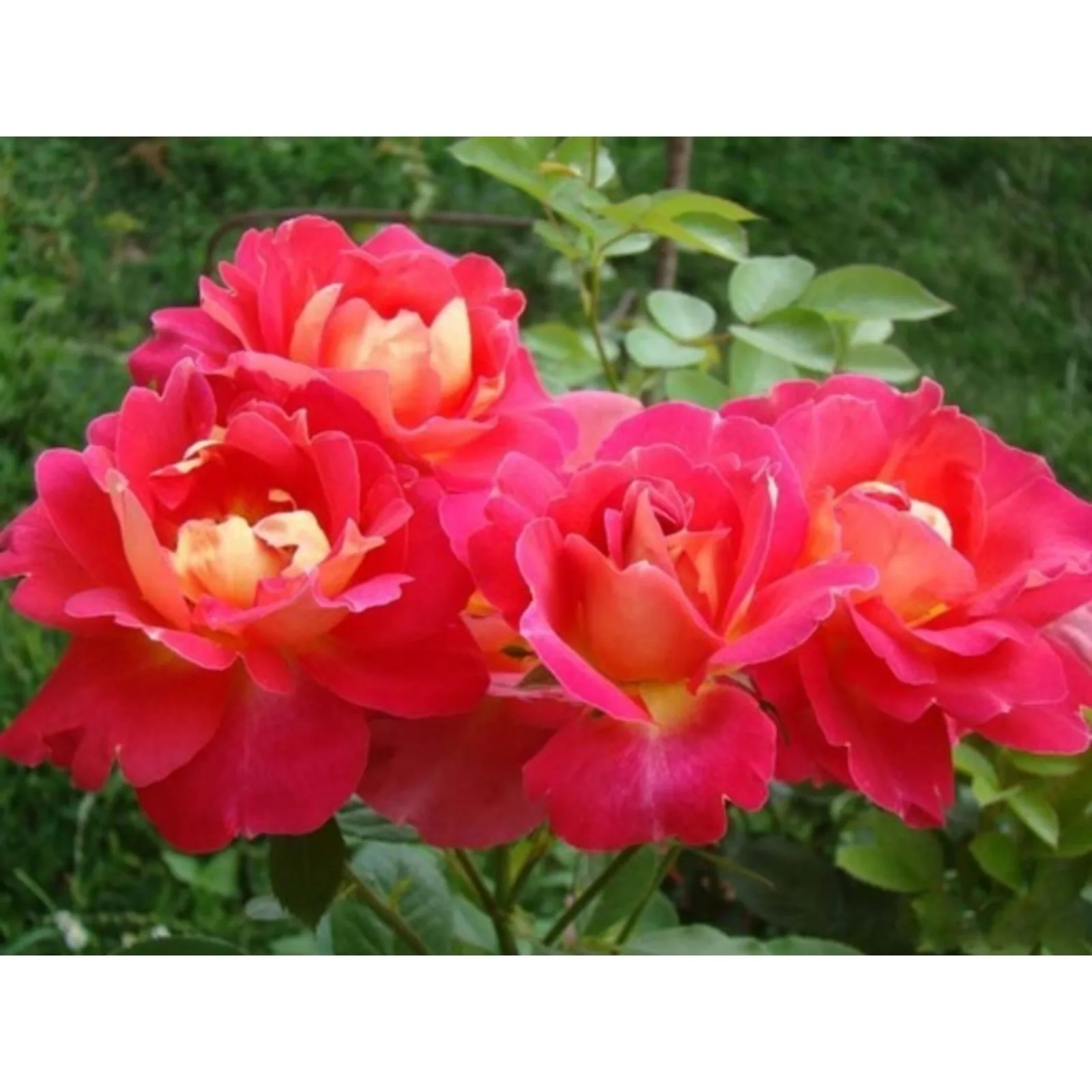 Декор Арлекин (Decor Arlequin) Meilland 1986