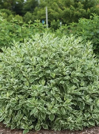 Дерен Элегантиссима пестролистный