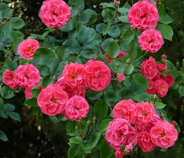 Девичьи Грёзы (Grezy) Клименко СССР 1961