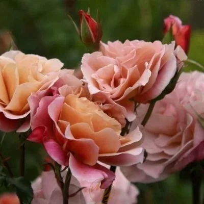 Дистант Дримс (Distant Drums) Buck США 1985