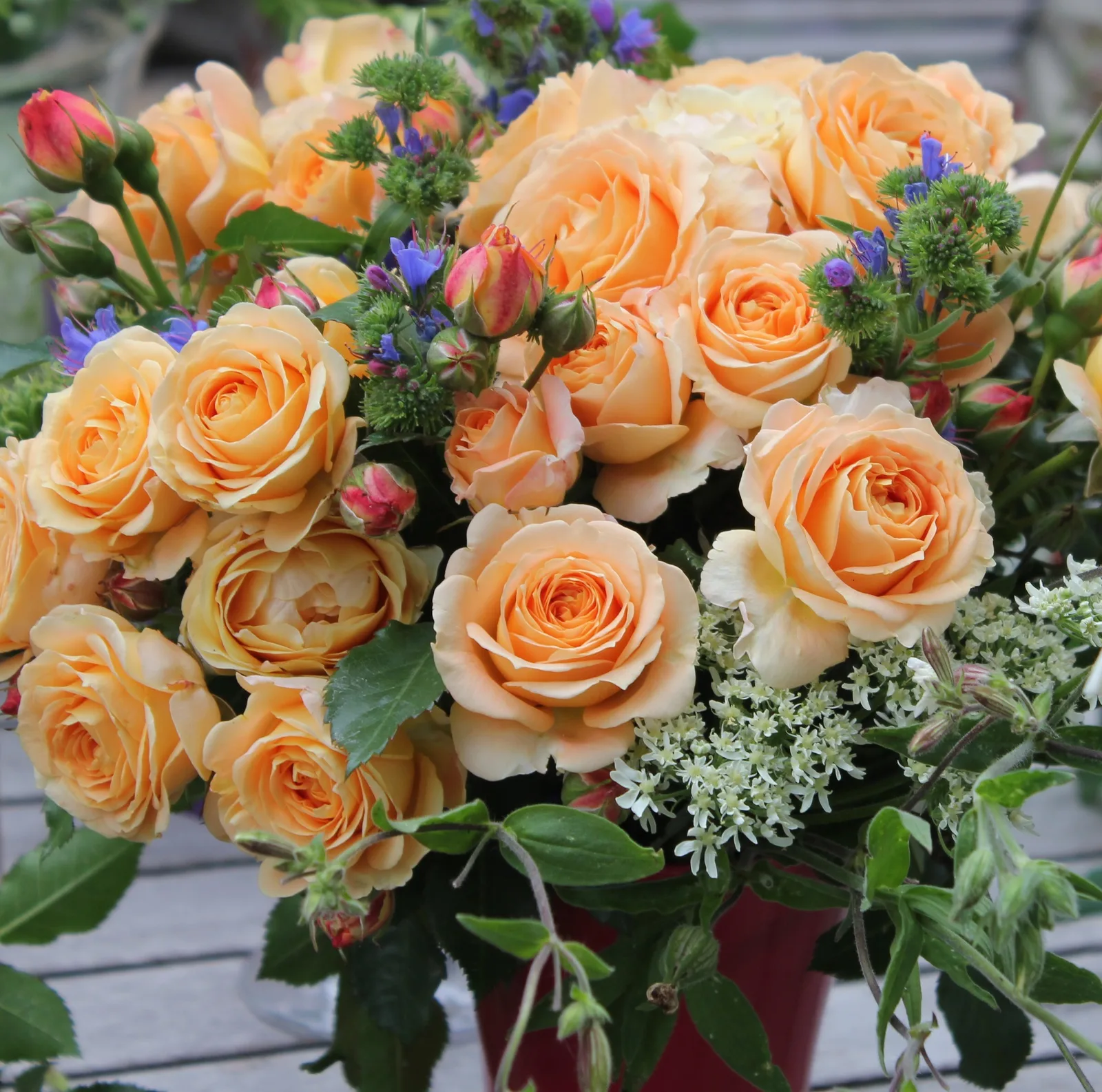 Дольче Вита (Dolce Vita1) Delbard Франция 2012