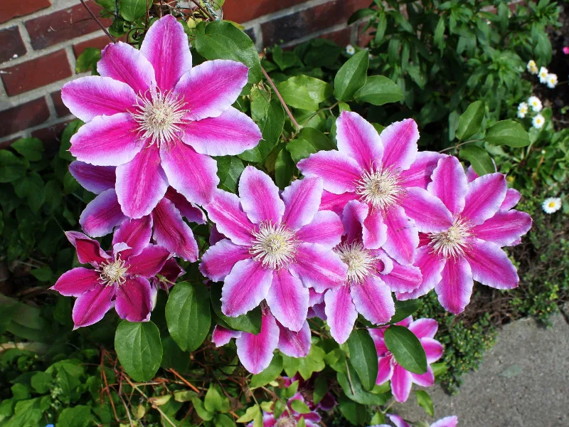 Dr Ruppel (Доктор Руппель)