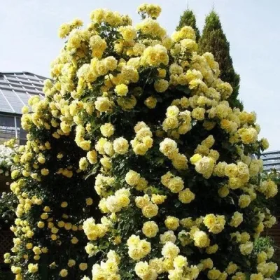 Дюна (Dune) Delbard Франция 1993