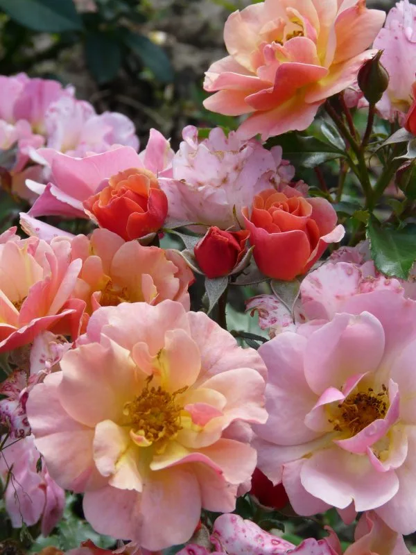 Джаз (Jazzz) Evers Германия 2003