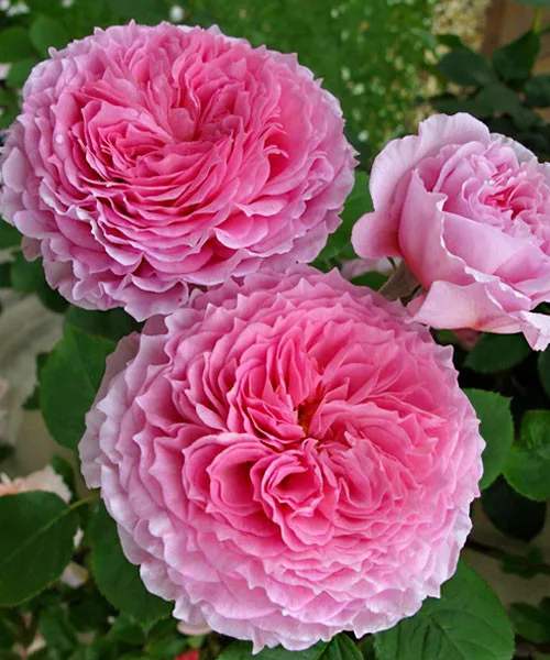 Джеймс Гелвей (James Galway) Austin Великобритания 1985