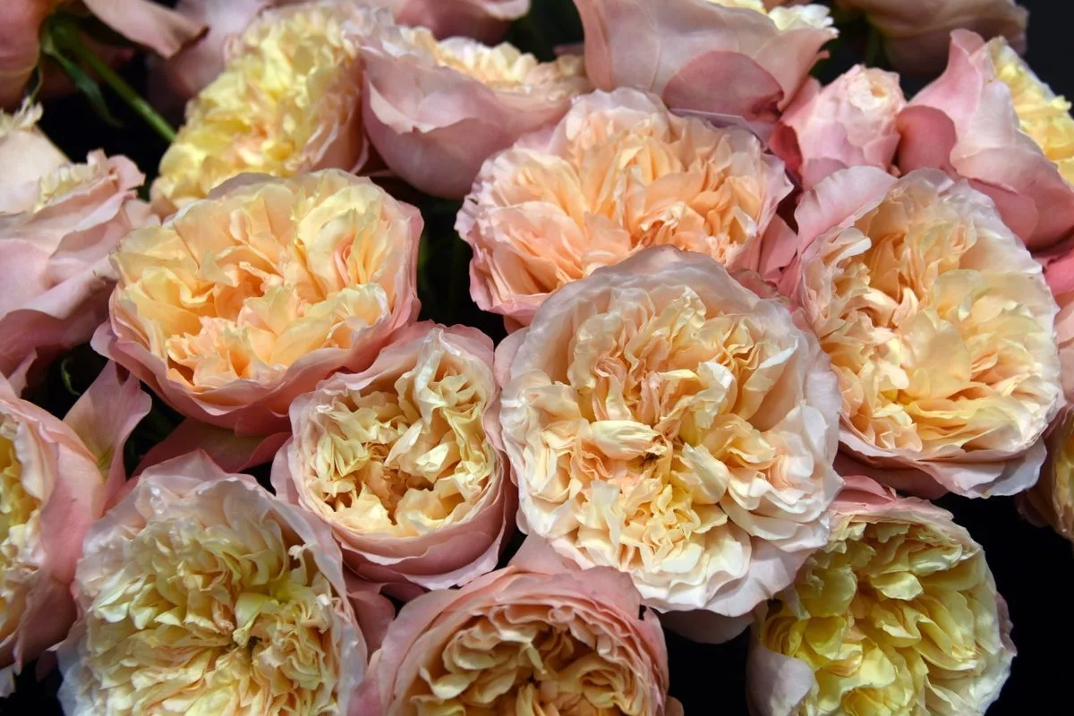 Эдит (Edith) Austin срезочный 2013