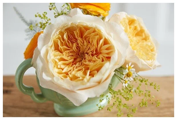 Эффи (Effie)Austin 2019