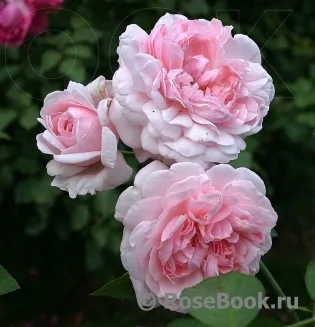 Эглантин (Eglantyne) Austin 1985