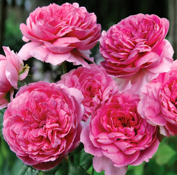 Элоди Госсюэн