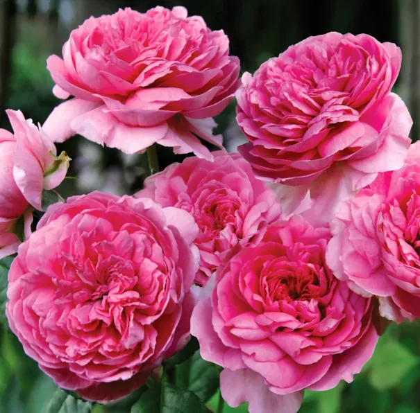 Элоди Госсюэн  (Elodie Gossuin) Massad Франция 2008