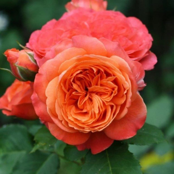 Эмильен Гийо