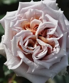 Эш Венздей, Пепельная среда (Ash Wednesday) Kordes 1955