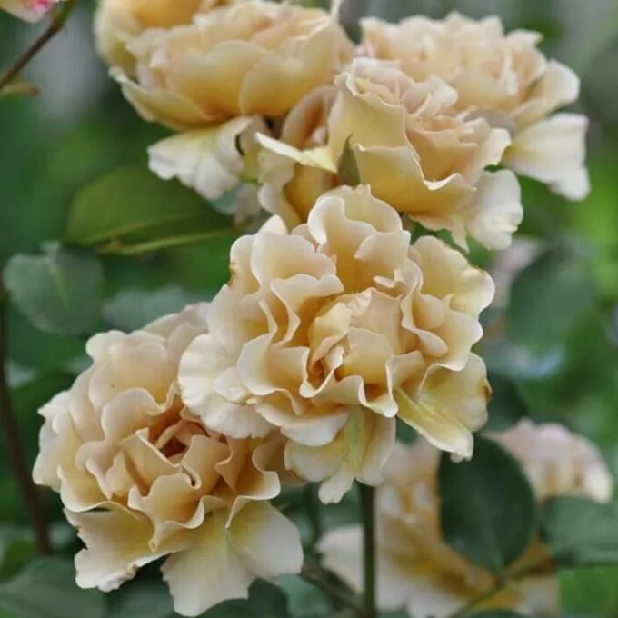 Eventail d'Or (Золотой веер) Junko Kawamoto Япония 2009