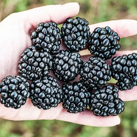 Ежевика Аучита