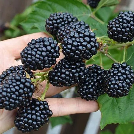 Ежевика Лох Тей