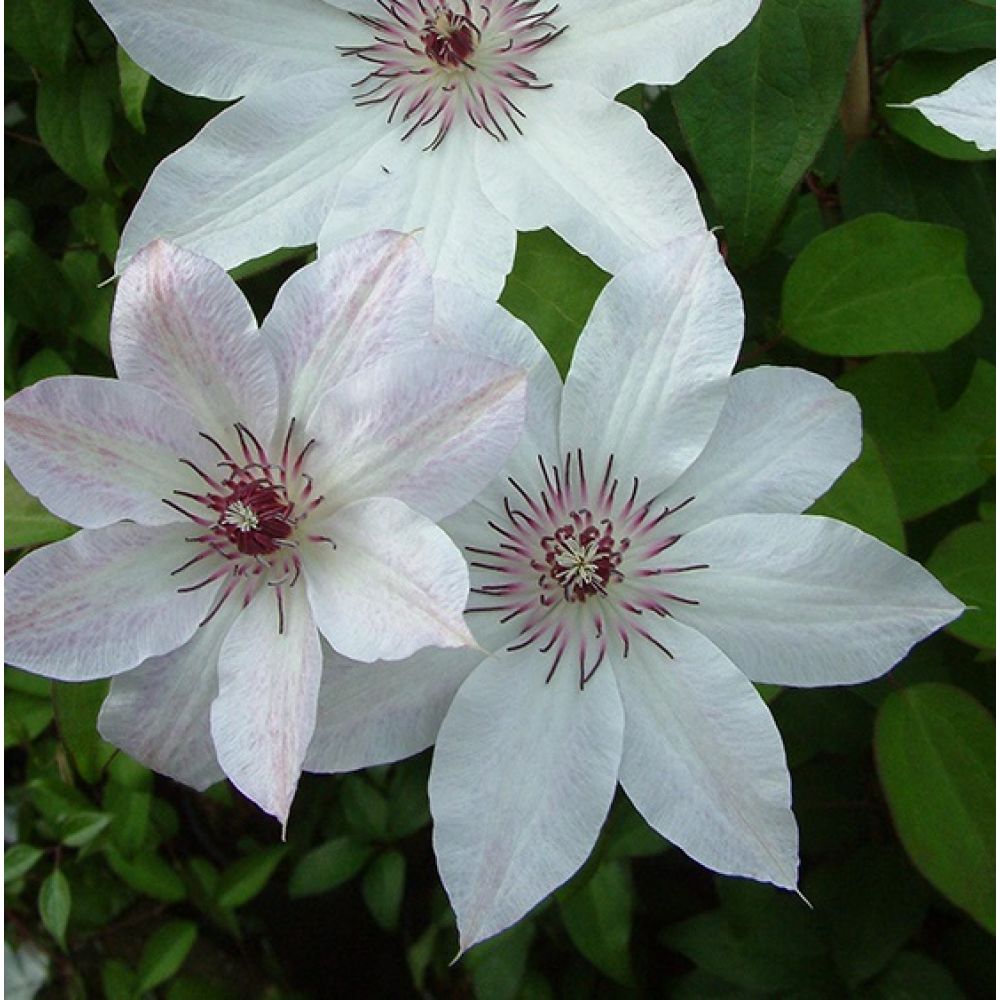 Клематис Розамунда