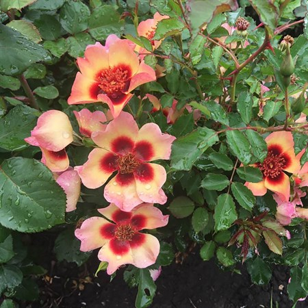 Фэнси Бэбилон Айз