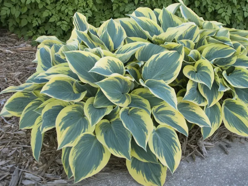 First Frost (Фёст Фрост, Первый Морозец)