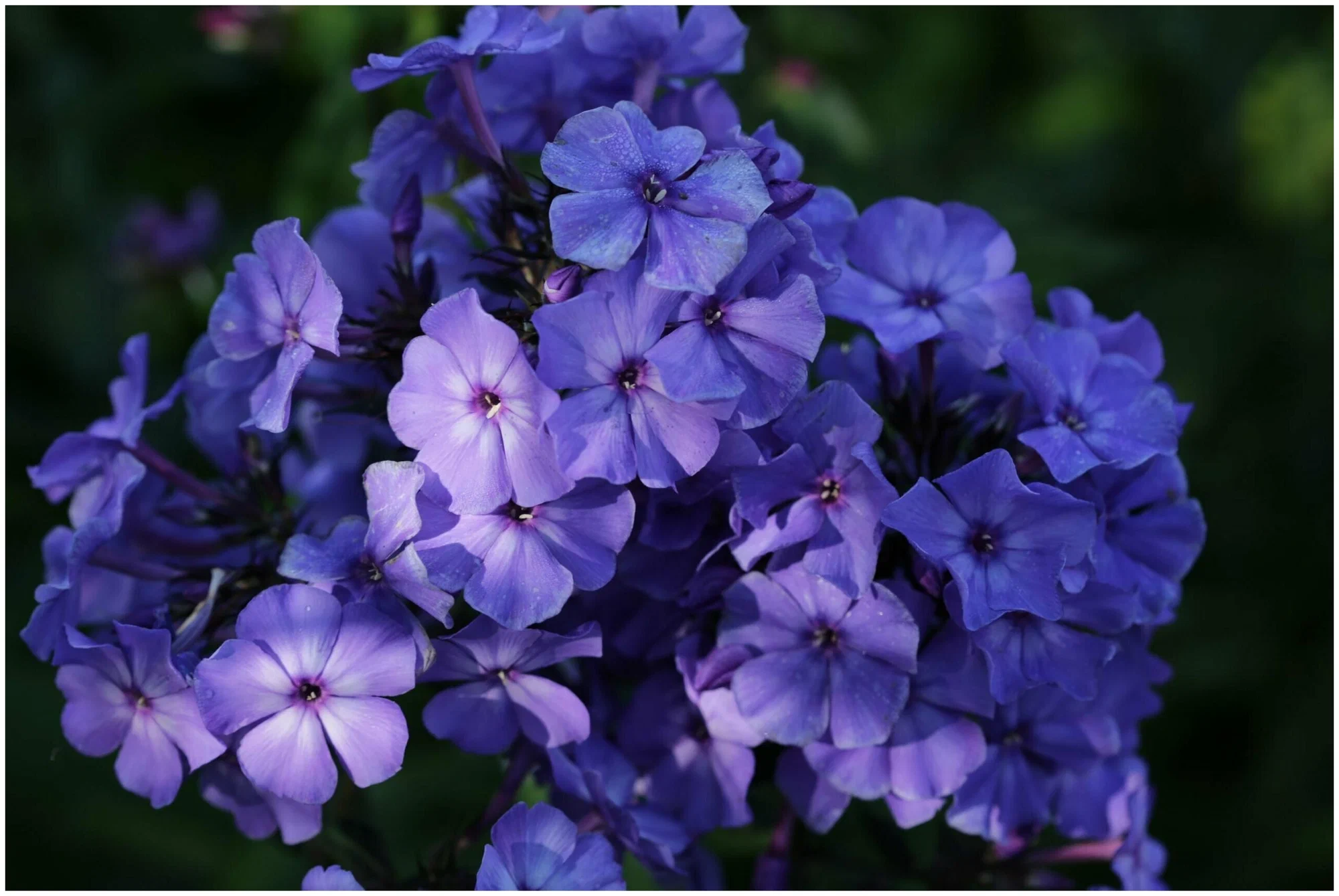 Blue Paradise (Блю Парадис) 