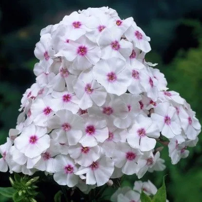 Флокс метельчатый Граф Зеппелин (Graf Zeppelin) Новинка