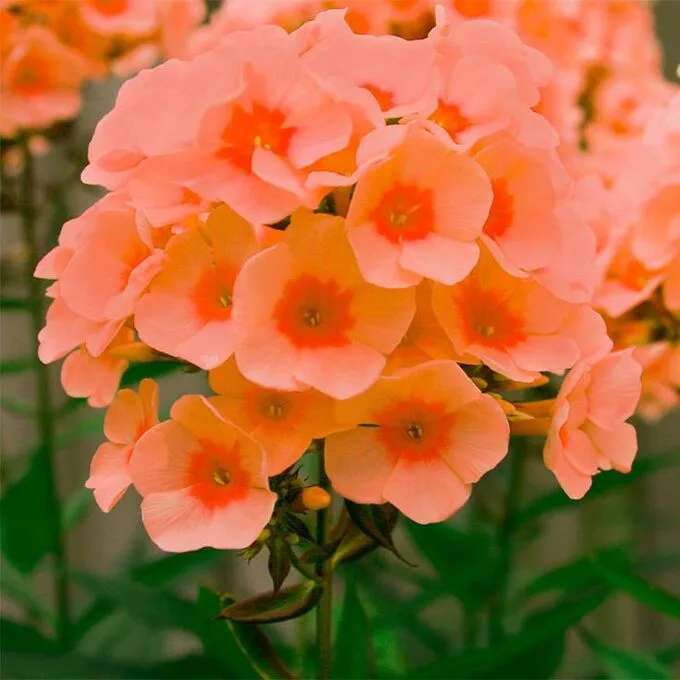 Оранж Перфекшн