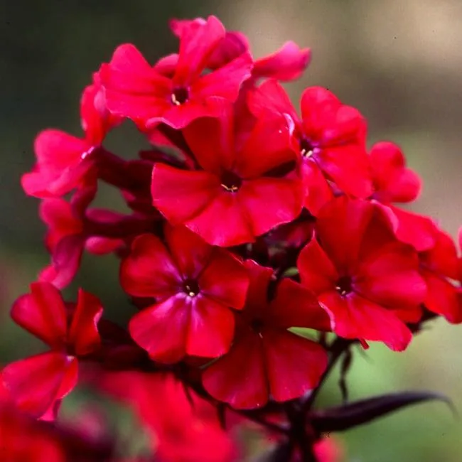 Старфаер (Starfier)