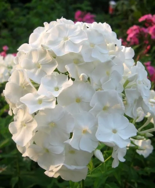 White Admiral (Вайт Адмирал) Новинка