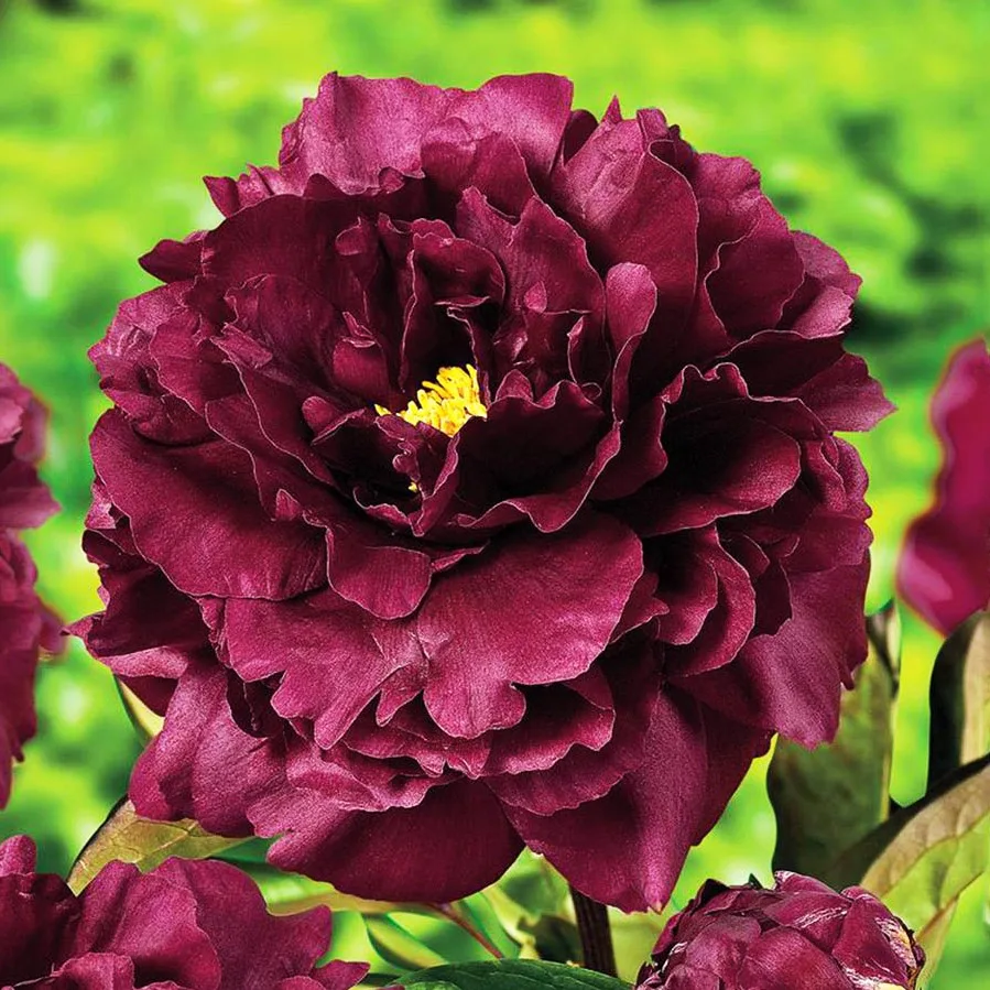 Francoise Ortegat НОВИНКА (Франсуа Ортега)