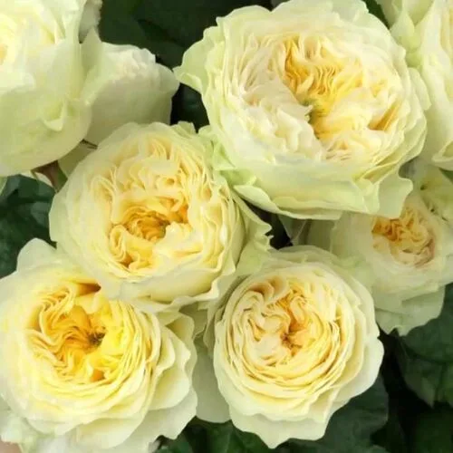 Гайд Парк (Hyde Park)Нидерланды 2017