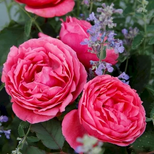 Гартенпринцессин Мари-Хосе (Gartenprinzessin Marie-Jose)Kordes 2016