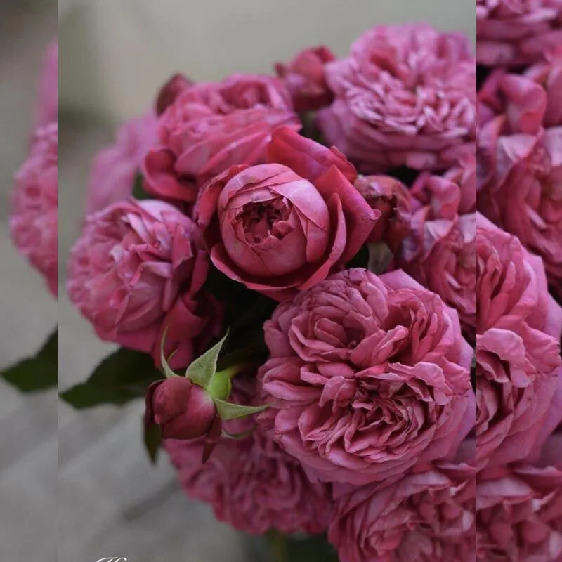 Гектор (Hector)Kimura Takunori Япония 2006