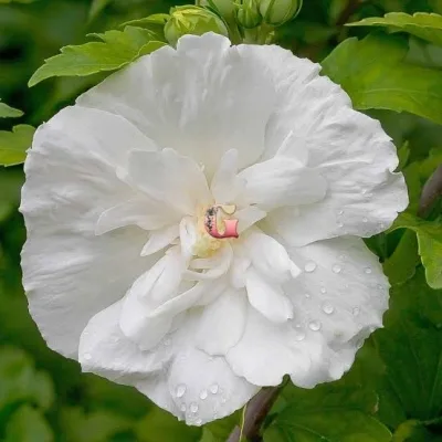 Гибискус Вайт Шифон