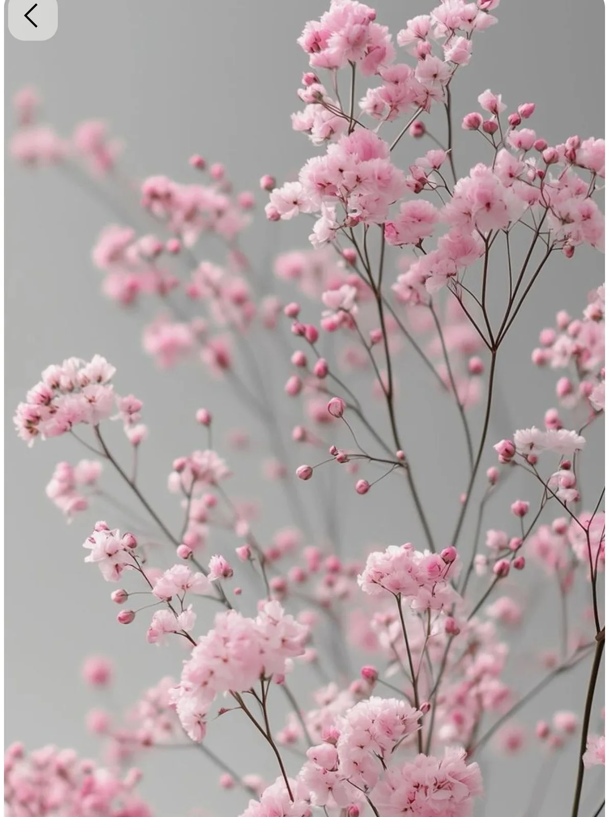 Гипсофила метельчатая розовая