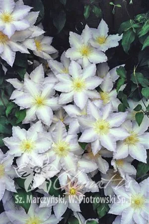 Gladys Picard (Глэдис Пикард) Новинка